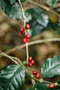 coffee berries on plant with green leaves on farmland